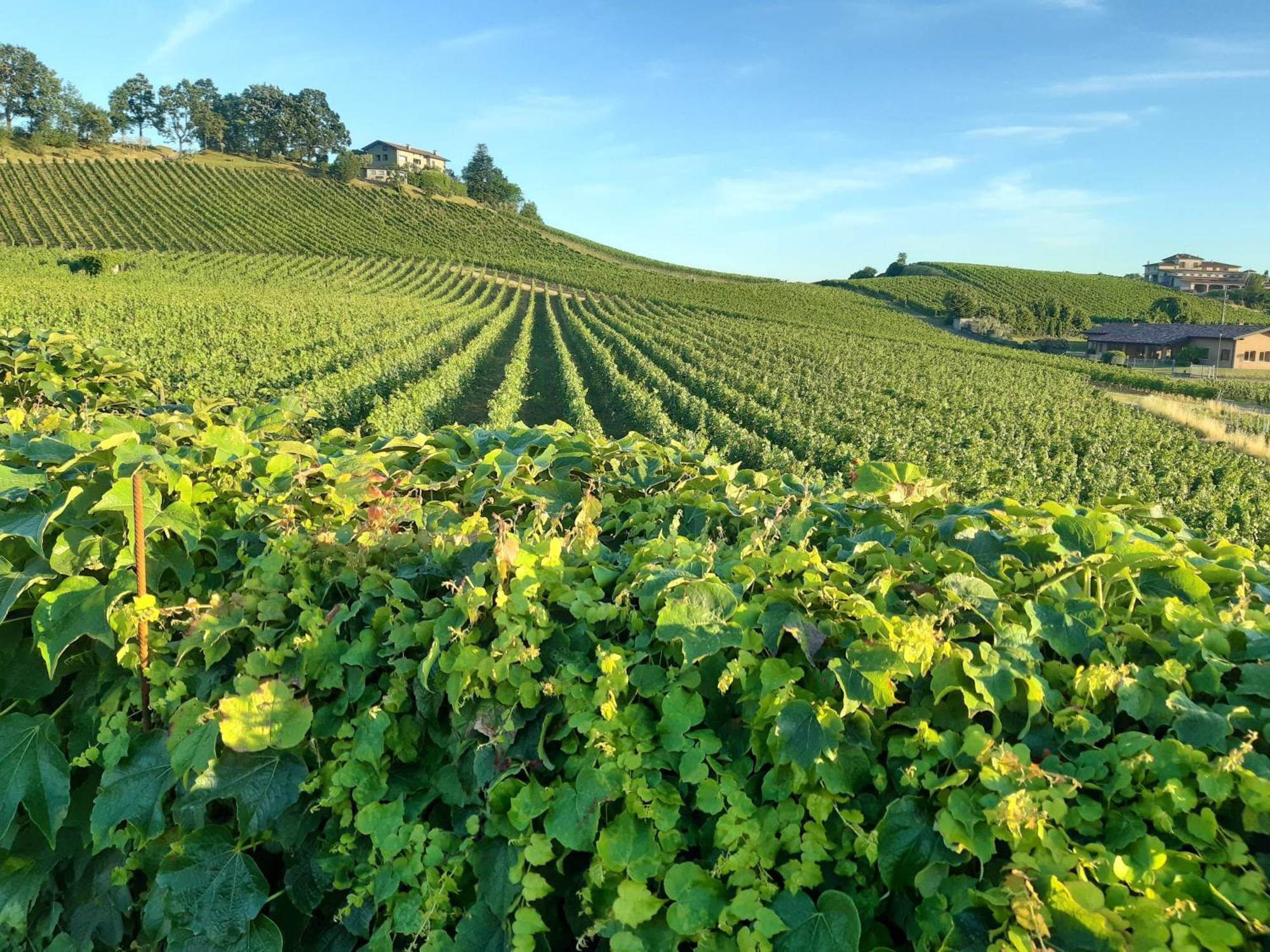 Appartamento Franciacorta Cazzago San Martino Kültér fotó